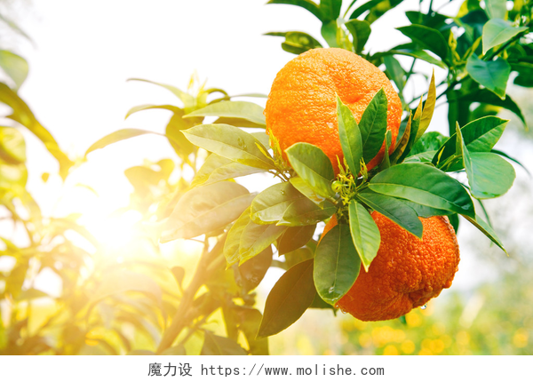 阳光照耀下的成熟的橘子成熟的橘子树